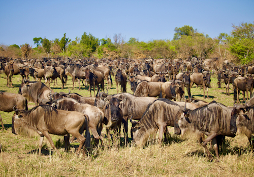 11 Days Kenya And Tanzania Budget Safari. (With An Extra Full Day At Serengeti N.p)